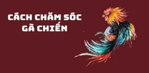 Cách chăm sóc gà có vảy ngũ quỷ